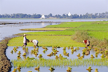 Rural scene, rice cultivation, Amarapura, Myanmar (Burma), Asia