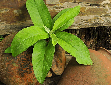 Camphor (blumea balsamifera)