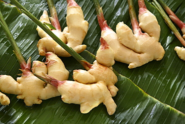 Ginger plant, used in cooking and medicine, used for stomach complaints, motion sickness, rheumatism, colds, flu, fevers and poor blood circulation