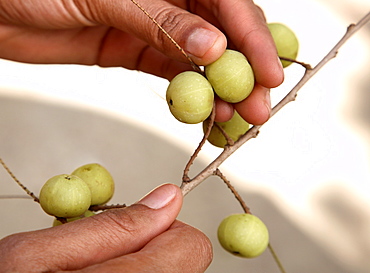 Indian gooseberry (Amla) (Embilca officionalis) an important Ayurveda fruit, used in the treatment of liver conditions, jaundice, anaemia, and diabetes, India, Asia