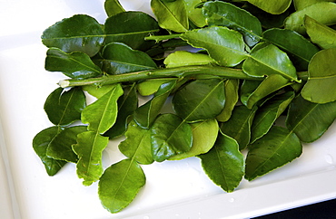 Leaves of the kaffir lime (limau purut), a type of lime native to Indonesia, Malaysia, and Thailand, for culinary and medicinal uses