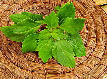 Pogostemon cablin Blanco (Patchouli), used in herbal medicine for treatment of ulcers, tumors and as a diuretic and stimulant, and in perfume in India
