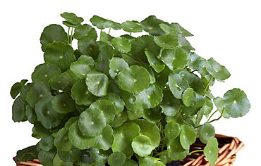 Brahmi leaves (Centella Asiatica), used for abdominal disorders, reduction of scarring, leprosy and epilepsy