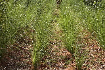 Vetiver (Chrysopogon zizanioides ), native to India
an anti inflammatory, antiseptic, and aphrodisiac, also used for rheumatism, arthritis, gout, muscular aches, dry and cracked skin