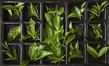 Tea Leaves at BOH Tea Plantation, Cameron Highlands, Malaysia, Southeast Asia, Asia