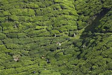 View of BOH Tea Plantation, Cameron Highlands, Malaysia, Southeast Asia, Asia