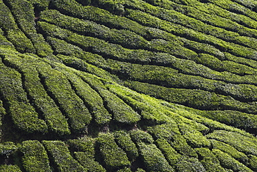 View of BOH Tea Plantation, Cameron Highlands, Malaysia, Southeast Asia, Asia