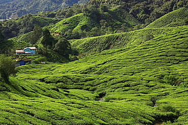 Tea Plantation in Cameron Highlands, Malaysia, Southeast Asia, Asia