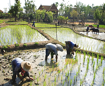 Planting rice, rice fields, Thailand, Southeast Asia, Asia