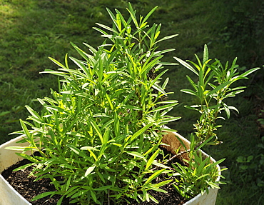 Tarragon growing in a container