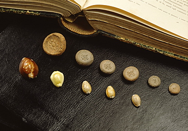 Cowrie shell money and terracota coins from Sri Vijaya period in Thailand, Southeast Asia, Asia