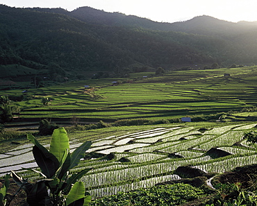 Terraced ricefields, Doi Inthanon, Chiang Mai, Thailand, Southeast Asia, Asia