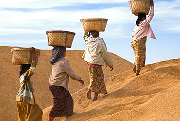 Farmers with rice in Myanmar (Burma), Asia