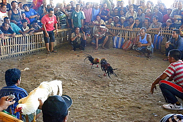 Cockfighting, Bali, Indonesia, Southeast Asia, Asia