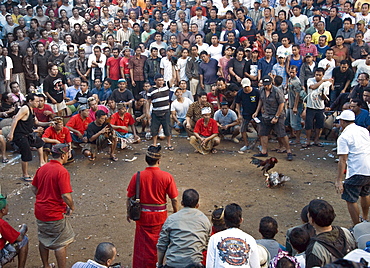 Cockfighting, Bali, Indonesia, Southeast Asia, Asia