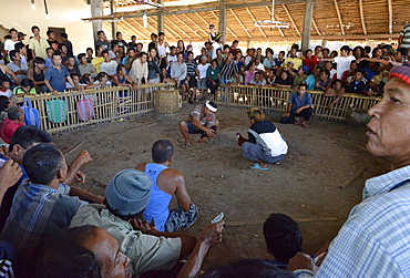 Cockfighting, Bali, Indonesia, Southeast Asia, Asia