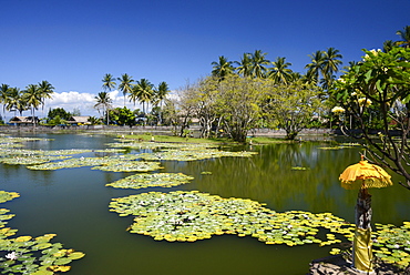 Lily pond, Candi Dasa, Bali, Indonesia, Southeast Asia, Asia 