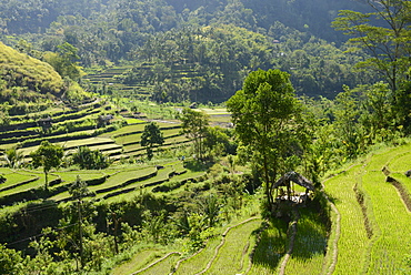 Rice fields, Karangasem, Bali, Indonesia, Southeast Asia, Asia 