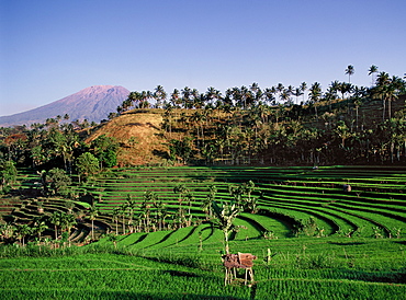 Rice fields and volcano, Amlapura, Bali, Indonesia, Southeast Asia, Asia 