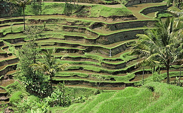 Terraced rice fields at Tegalagang, Bali, Indonesia, Southeast Asia, Asia 