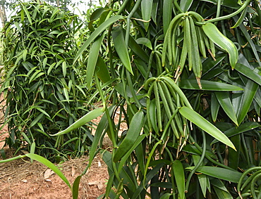 Vanilla plantation, Vietnam, Indochina, Southeast Asia, Asia