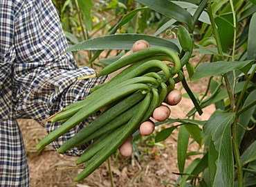 Vanilla plantation, Vietnam, Indochina, Southeast Asia, Asia