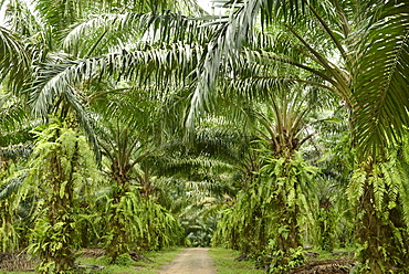 Palm oil plantation, Trang, Thailand, Southeast Asia, Asia