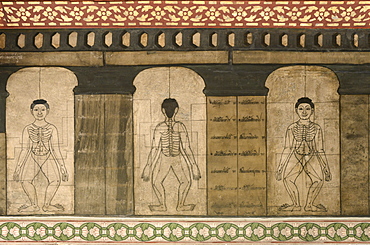 Detail of murals dating from the early 19th century showing massage pressure points and meridians, Wat Pho (Wat Phra Chetuphon), Bangkok, Thailand, Southeast Asia, Asia 