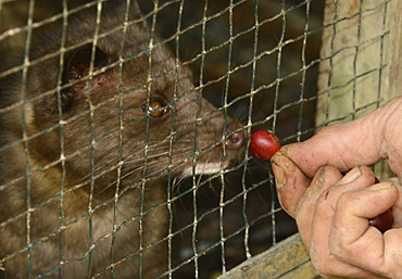 Palm civet being fed coffe beans, part of the process of producing kopi luwak from the seed harvested from the civet droppings, Ubud, Bali, Indonesia, Southeast Asia, Asia