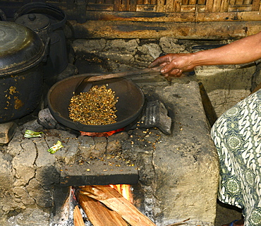 Kopi luwak, coffe harvested from the droppings of the palm civet, Ubud, Bali, Indonesia, Southeast Asia, Asia