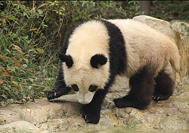 Giant Panda, Chengdu Panda Reserve, Sichuan, China, Asia 