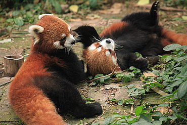 Red Panda, Chengdu Panda Reserve, Sichuan, China, Asia 