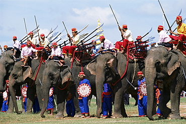 Elephants at festival, Surin, Thailand, Southeast Asia, Asia