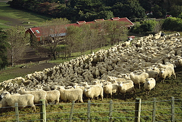 Sheep penned for shearing, Tautane station, North Island, New Zealand, Pacific