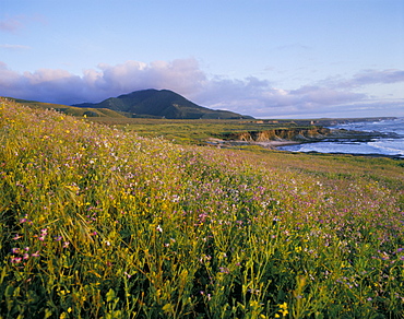 Montana De Cro State Park, California, United States of America, North America