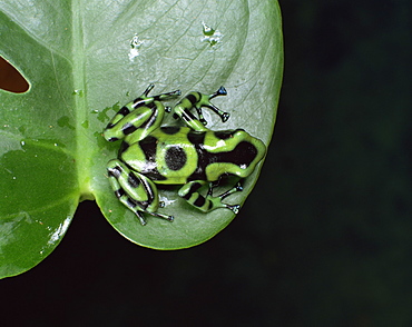 Poison arrow tree frog (Dendrobates auratus)