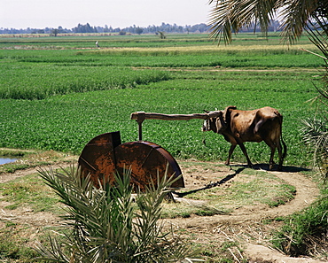 Irrigation, Egypt, North Africa, Africa