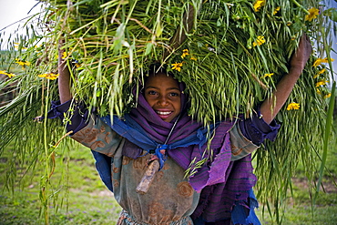 Portait of local girl carrying a large bundle of wheat and yellow Meskel flowers, Simien Mountains, The Ethiopian Highlands, Ethiopia, Africa