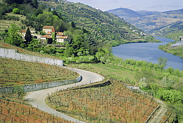 Douro Valley, Quinta do Monrao, Portugal, Europe