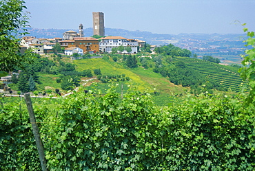 Vines in vineyards around Barbaresco, the Langhe, Piemonte (Piedmont), Italy, Europe