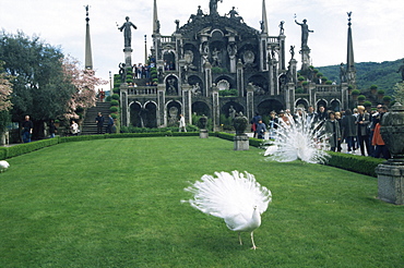 White peacocks in front of folly, Isola Bella, Lake Maggiore, Piedmont, Italy, Europe