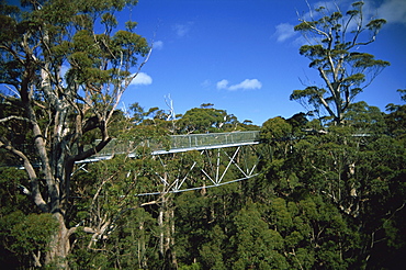 Valley of the Giants, Tree top Walk, Western Australia, Australia, Pacific