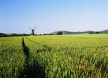 Pitstone windmill and cornfield, with Ivinghoe Beacon in background, Chilterns, Buckinghamshire, England, United Kingdom, Europe