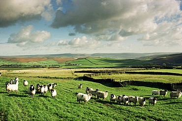 Sheep on Abney Moor on an autumn morning, Peak District National Park, Derbyshire, England, United Kingdom, Europe