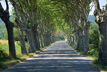 Empty tree lined road on the Route de Vins, near Vaucluse, Provence, France, Europe