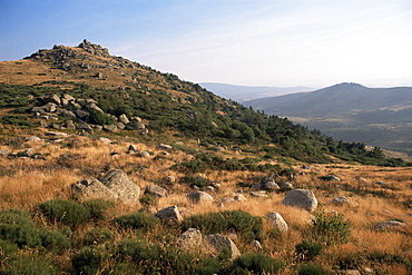 Mont Lozere, near Finiels, Cevennes National Park, Lozere, Languedoc-Roussillon, France, Europe