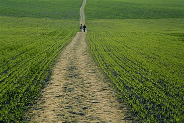 The Ridgeway Path, Ellesborough, Chilterns, Buckinghamshire, England, United Kingdom, Europe