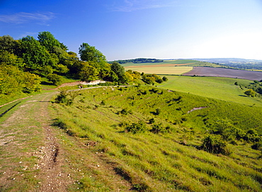 The Ridgeway Path between Steps Hill and Pitstone Hill, Chilterns, Buckinghamshire, England, UK, Europe