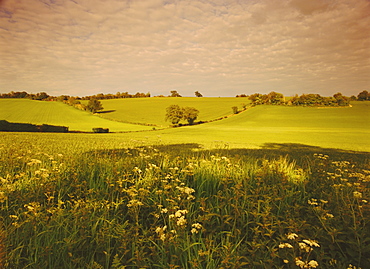 Spring wheat fields near Codicote, Hertfordshire, England, UK, Europe