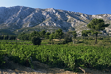 Vineyards and Montagne Ste. Victoire, near Aix-en-Provence, Bouches-du-Rhone, Provence, France, Europe